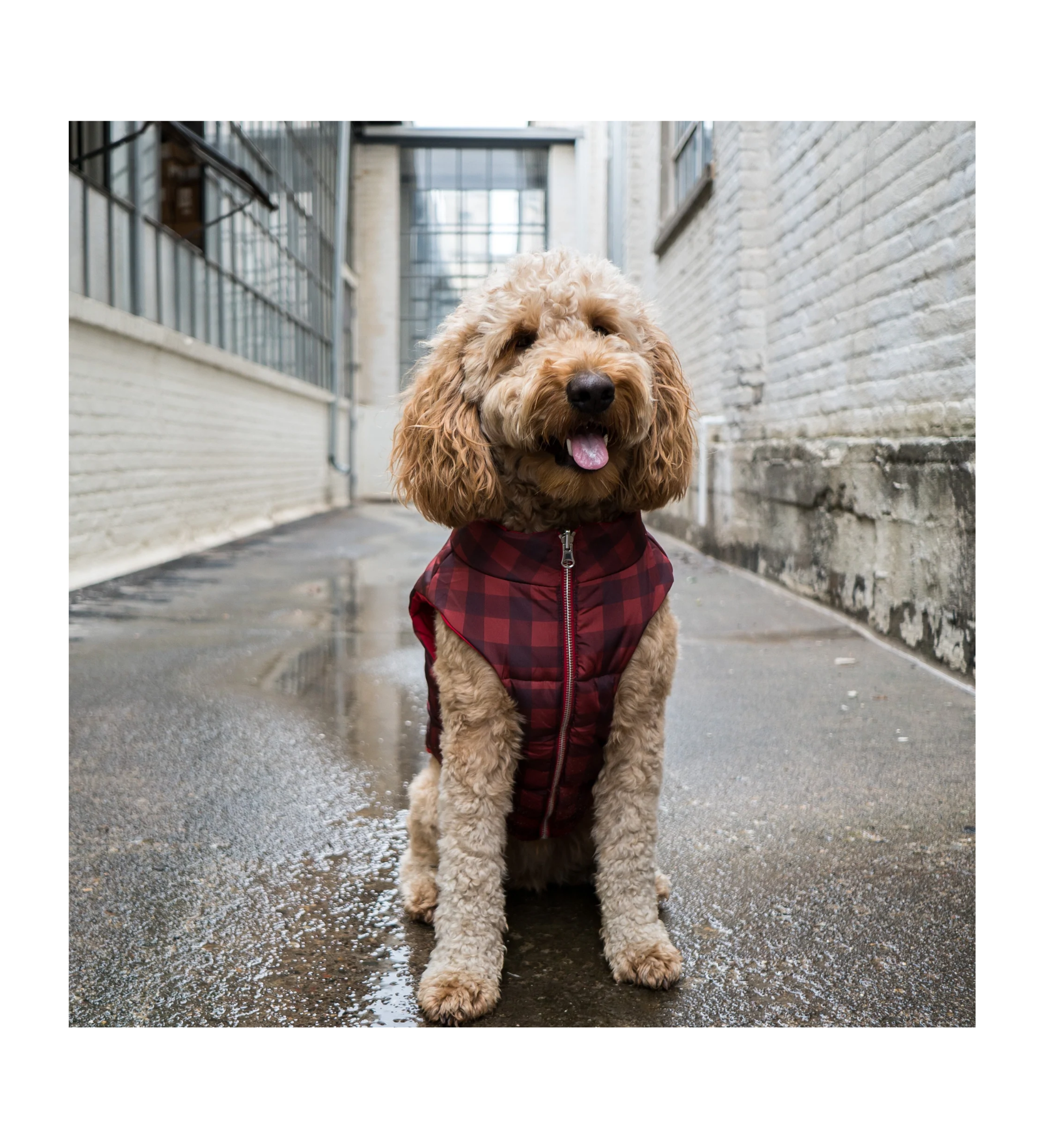 Puffer dog deals vest